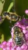 Eristalis nemorum